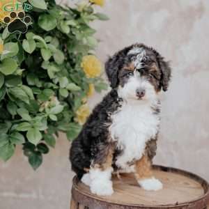 Skip, Mini Bernedoodle Puppy
